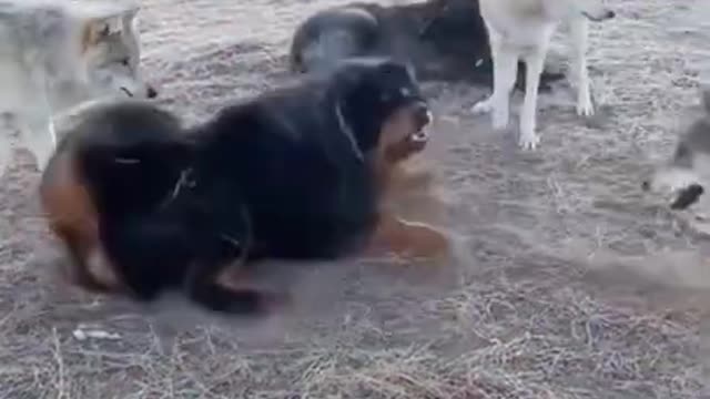 3 Wolf vs 1 Tibetan Mastiff.. Battle..