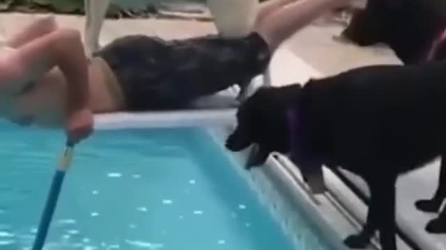 Dog knocks man in pool Funny Dogs