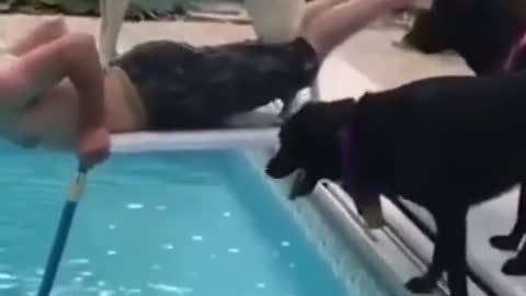 Dog knocks man in pool Funny Dogs