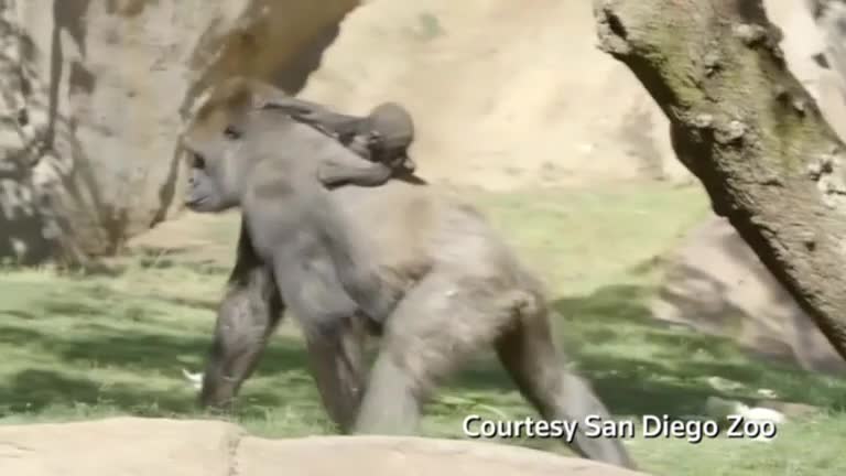Baby gorilla with tough birth shows independence