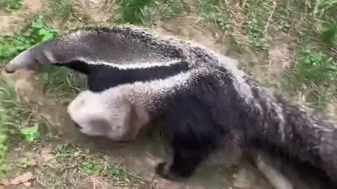 anteaters