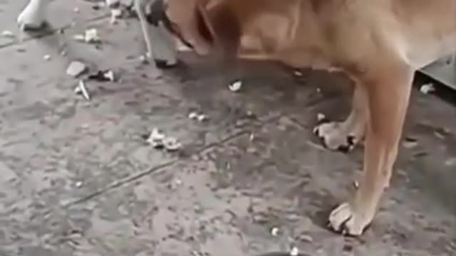 Very funny animal fight