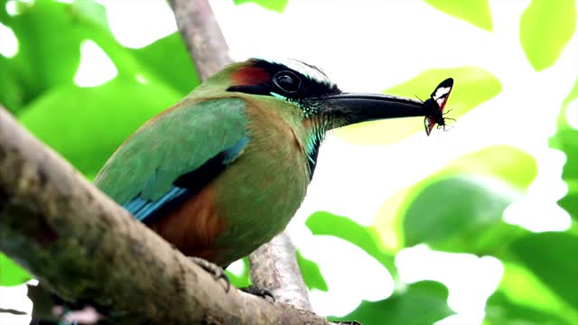 Bird beak feathers birds video