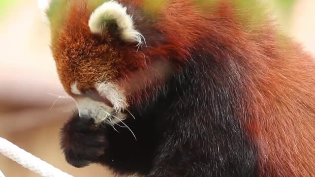 The red panda