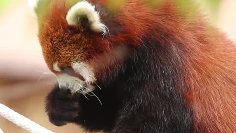 The red panda