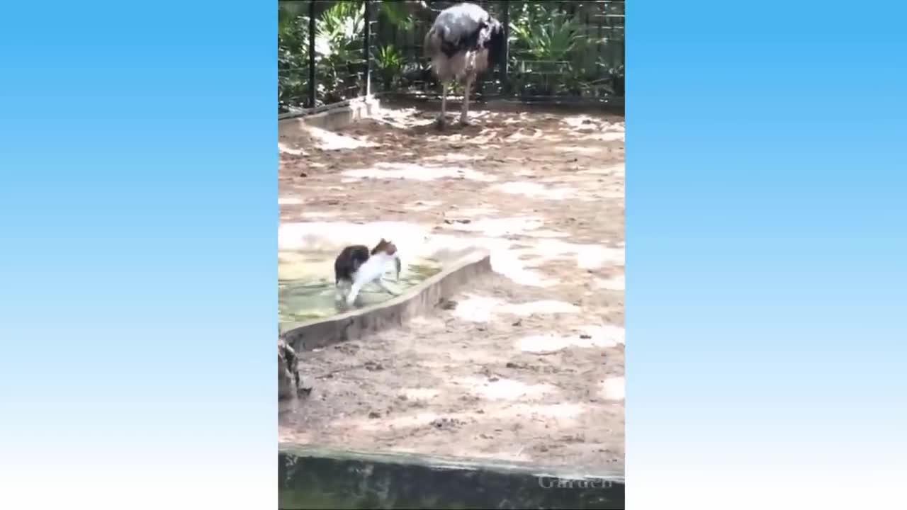 Compilação de Animais Bonitos e Animais Engraçados #93💗