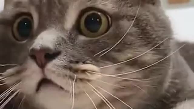 Cats are so funny PART 232 FUNNY CAT VIDEOS TIK TOK