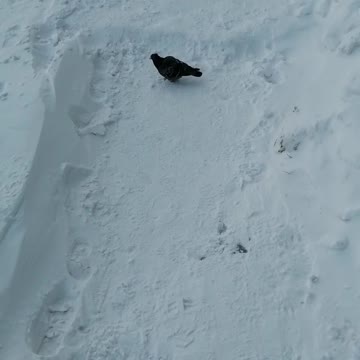 The pigeon walked in the snow and flew away.