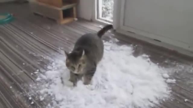 Cat Loves to Play With Snow