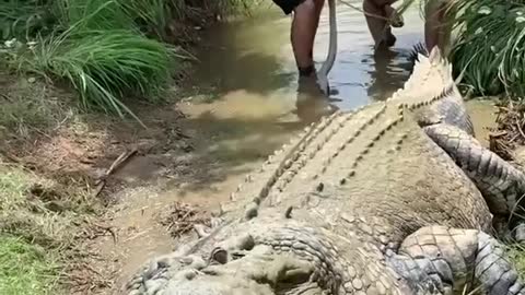 have a look this big angry crocodile