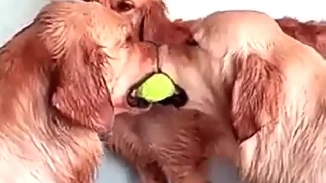 Funny dog videos