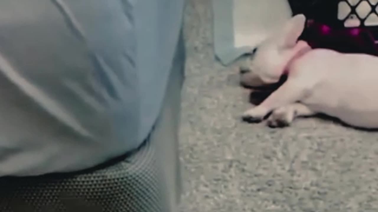 Animal funny video #viral