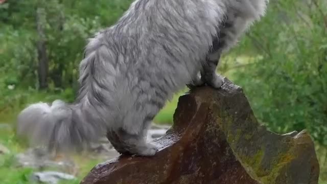 Cat is walking on wood rid on river