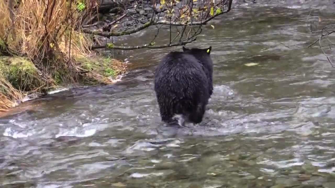 Watch the bear in the river