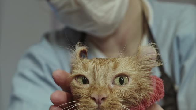 Drying fluffy cat with towel