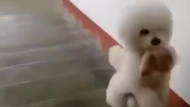 Funniest pet walk in steps
