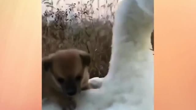 Cute friendship video। cute puppy & beautiful duck। Animals lover। Animal videos_HD