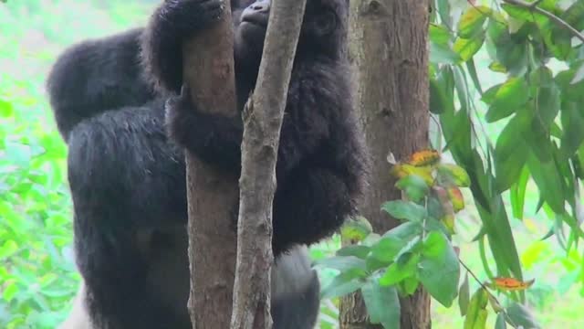 Adorable Baby gorillas Fighting and also playing in the jungles of Rwanda