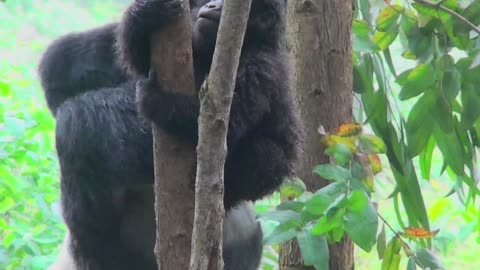 Adorable Baby gorillas Fighting and also playing in the jungles of Rwanda