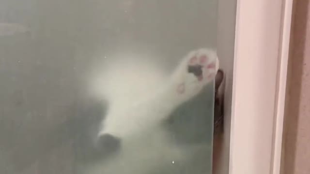 Your Lovely Cat 😻 Make you feel Happy