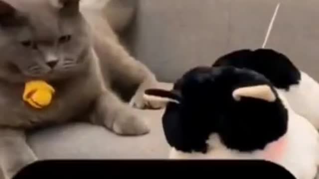 How to touch a cat _ Funny Cats 2021 #0048#