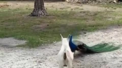 Peacock clashed with goat