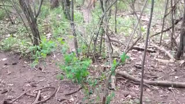 Dog Jumps Down From Tree