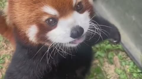 CUTE LITTLE RED PANDA🐼🐼😍