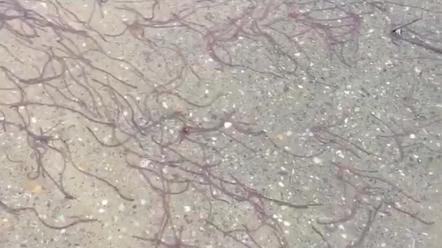 Large Groups of Worms Migrating after Rainfall