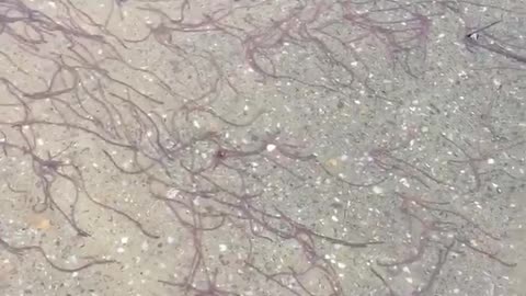 Large Groups of Worms Migrating after Rainfall