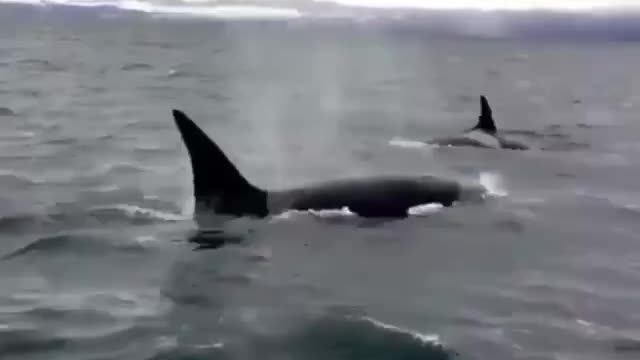 The video shows orcas trying to surprise tourists.