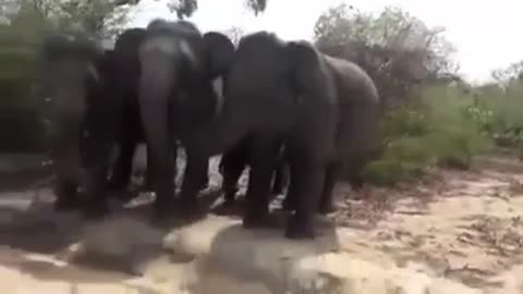 Elephants protect baby’s