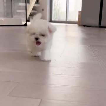 Beautiful little dog