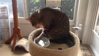 Troll Cat Drinks Water Like Own hand Like Humans