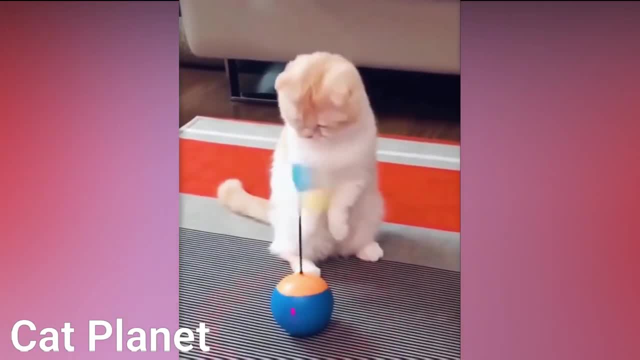 Funny Cats Video Compilation 2021-1