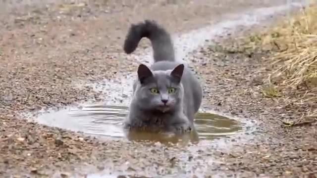 A cat bathes in a puddle