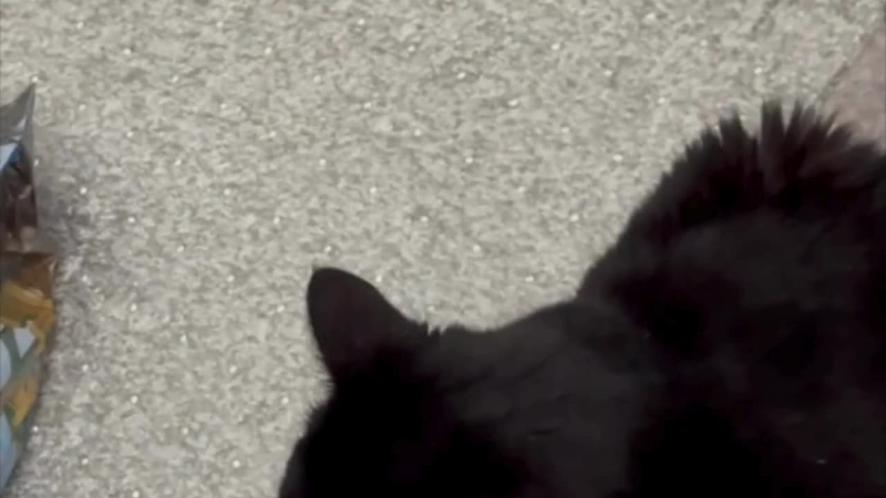 Cute Precious Piper Inspects the Chair Mats - Adopting a Cat from a Shelter Vlog #shorts