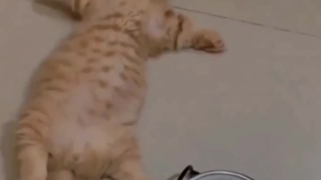 How funny a cat can be