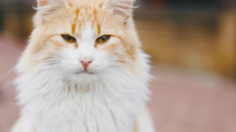 Beautifull white cat