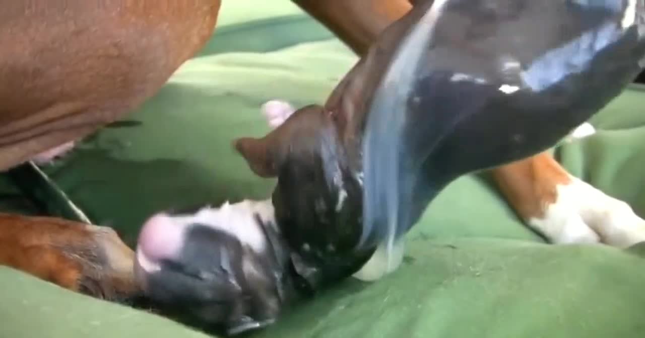 Amazing dog birth while standing