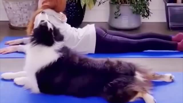 Funny Dog Videos Super Compilation