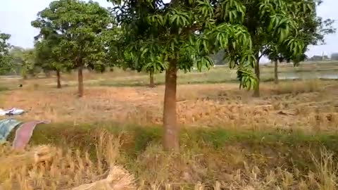 Village life
