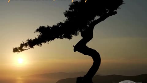 Persistence Evolves Perfection