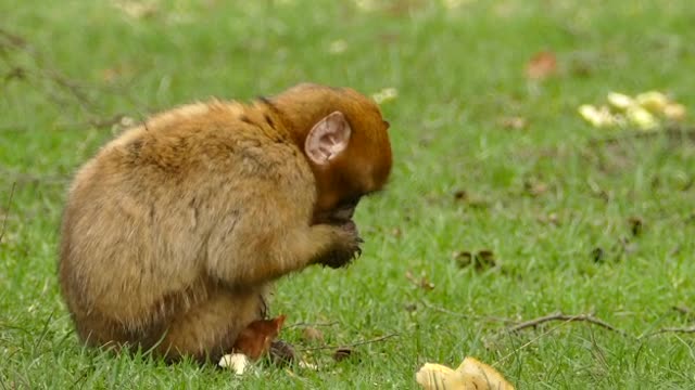 Feeding monkey... So cute