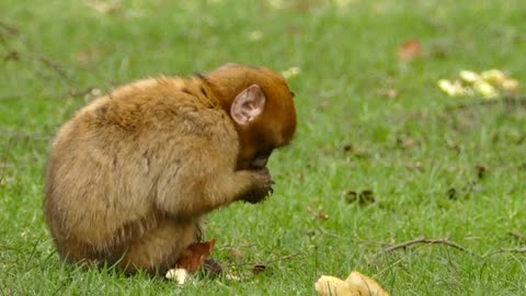 Feeding monkey... So cute