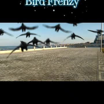 Bird frenzy