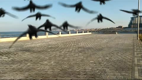 Bird frenzy