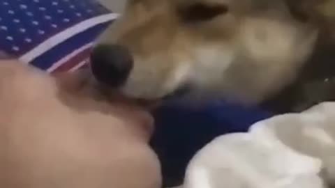 A passionate kiss with a dog