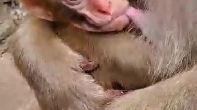 Monkey butefull