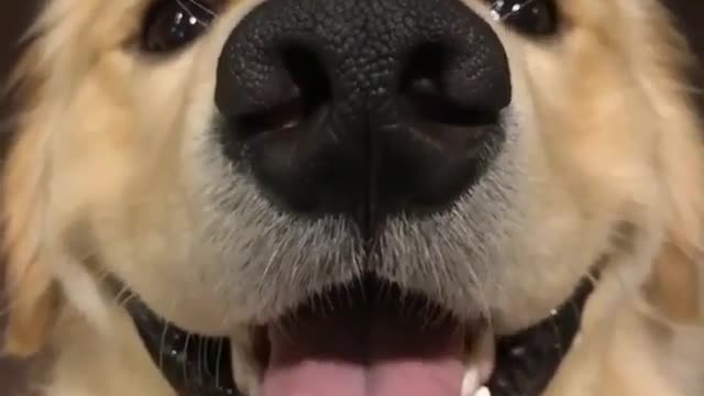 Funny Dog Videos 2021 It's time to LAUGH with Dog's life250